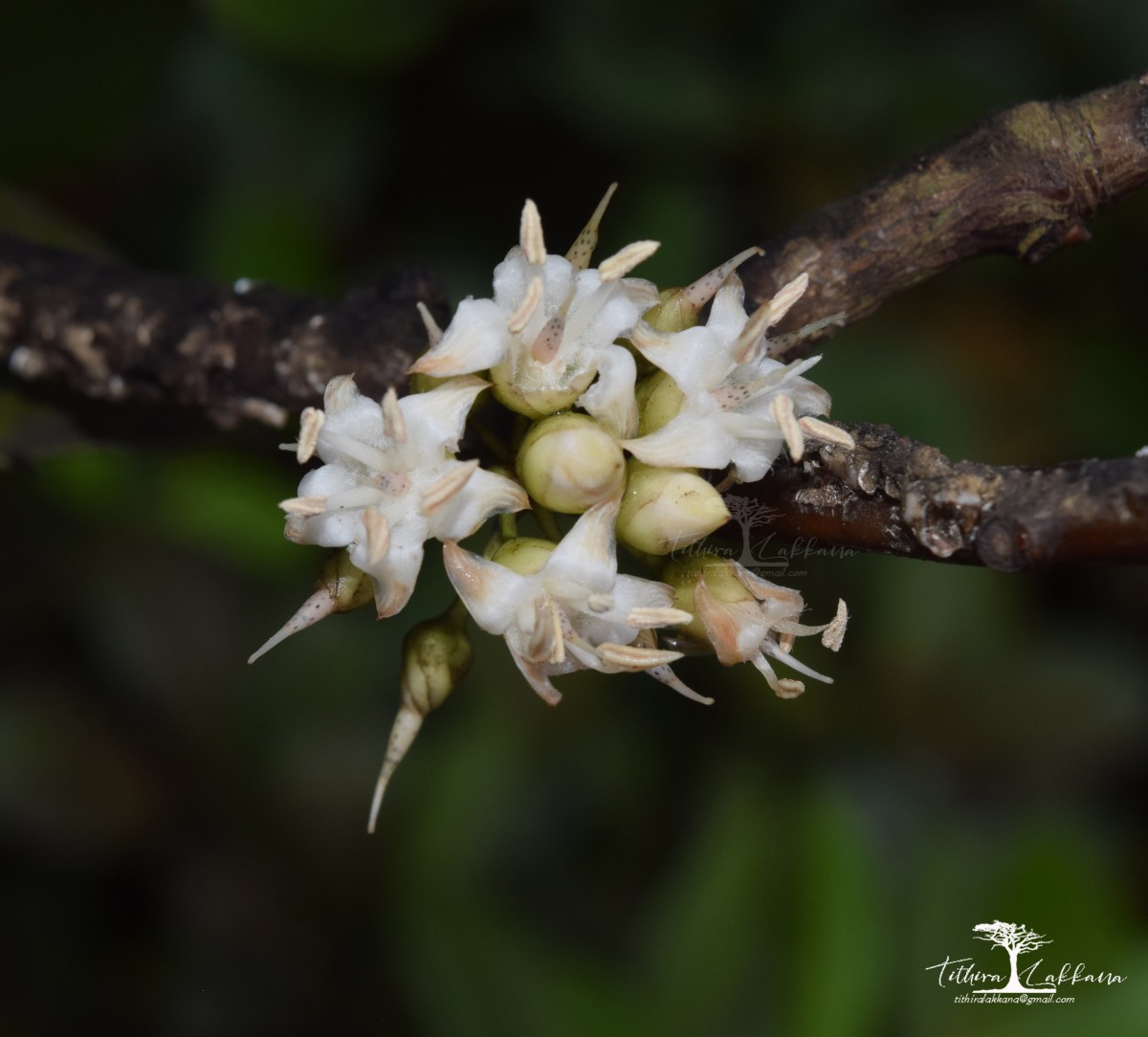 Aegiceras corniculatum (L.) Blanco